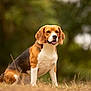 Rocky participe au concours pour gagner de l'argent avec cette photo : beagle, dog, pet, outdoor, grass, animal, canine, sitting, nature, brown, white, black, ears, tongue, portrait, cute, fur, mammal, friendly, alert