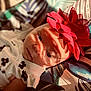 baby, infant, flower_headband, red_flower, white_clothing, patterned_background, shadow, sunlight, face, portrait, cute, child, young_baby, soft_light, closeup, resting, indoor, colorful, fabric, headwear