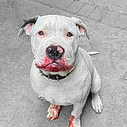 Chunk joined the competition — help win amazing prizes! animal, collar, concrete, dog, floppy_ears, front_view, grayscale, looking_at_camera, mobile_app, outdoor, pavement, pet, photograph, pink_nose, pink_paws, pit_bull, portrait, short_hair, sitting, white_dog