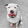animal, collar, concrete, dog, floppy_ears, front_view, grayscale, looking_at_camera, mobile_app, outdoor, pavement, pet, photograph, pink_nose, pink_paws, pit_bull, portrait, short_hair, sitting, white_dog