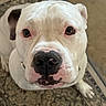 Chunk joined the competition — help win amazing prizes! adorable, bulldog, canine, carpet, closeup, dog, ears, eyes, face, floor, funny, indoors, looking_at_camera, nose, pet, portrait, rug, sitting, snout, white_dog