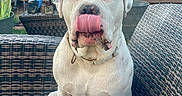 Chunk is registered to the contest to win money with this photo: bulldog, canine, chair, collar, daylight, dog, front_facing, funny_expression, garden, outdoor, patio, pet, plants, portrait, potted_plants, sitting, table, tongue_out, white_dog, wicker_furniture