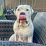 bulldog, canine, chair, collar, daylight, dog, front_facing, funny_expression, garden, outdoor, patio, pet, plants, portrait, potted_plants, sitting, table, tongue_out, white_dog, wicker_furniture