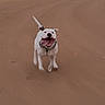 Chunk is registered to the contest to win money with this photo: buildings, collar, daylight, dog, floppy_ears, happy, leash, open_mouth, outdoor, pavement, pet, residential_area, road, running, smiling, street, tongue, video_screenshot, walking, white_dog