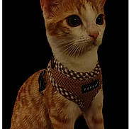 Tango participe au concours pour gagner de l'argent avec cette photo : cat, orange_cat, white_cat, pet, animal, feline, sitting, harness, puppia, cute, domestic_cat, whiskers, ears, eyes, fur, portrait, isolated, studio, black_background, pet_accessory