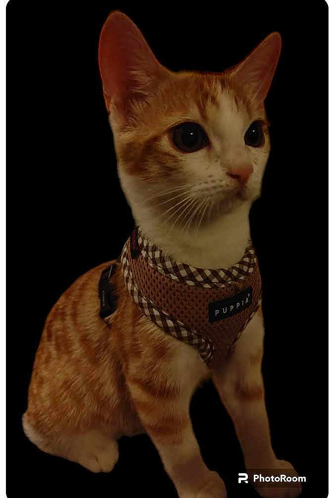 Tango participe au concours pour gagner de l'argent avec cette photo : cat, orange_cat, white_cat, pet, animal, feline, sitting, harness, puppia, cute, domestic_cat, whiskers, ears, eyes, fur, portrait, isolated, studio, black_background, pet_accessory
