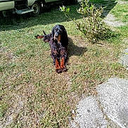 Saïka participe au concours pour gagner de l'argent avec cette photo : dog, grass, camper, van, bicycle, outdoor, sunlight, pet, animal, nature, shadow, path, shrub, vehicle, leaves, daytime, resting, fur, muzzle, ears