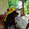 Saïka participe au concours pour gagner de l'argent avec cette photo : dog, pikachu_hat, costume, pet, outdoor, patio, bench, cushion, greenery, tree, sunlight, relaxing, animal, canine, hat, portrait, side_view, home, summer, nature