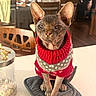 cat, hairless_cat, sphynx_cat, pet, animal, sweater, clothing, red, gray, portrait, sitting, indoors, dining_room, table, chair, sandal, fashion, serious, ears, whiskers