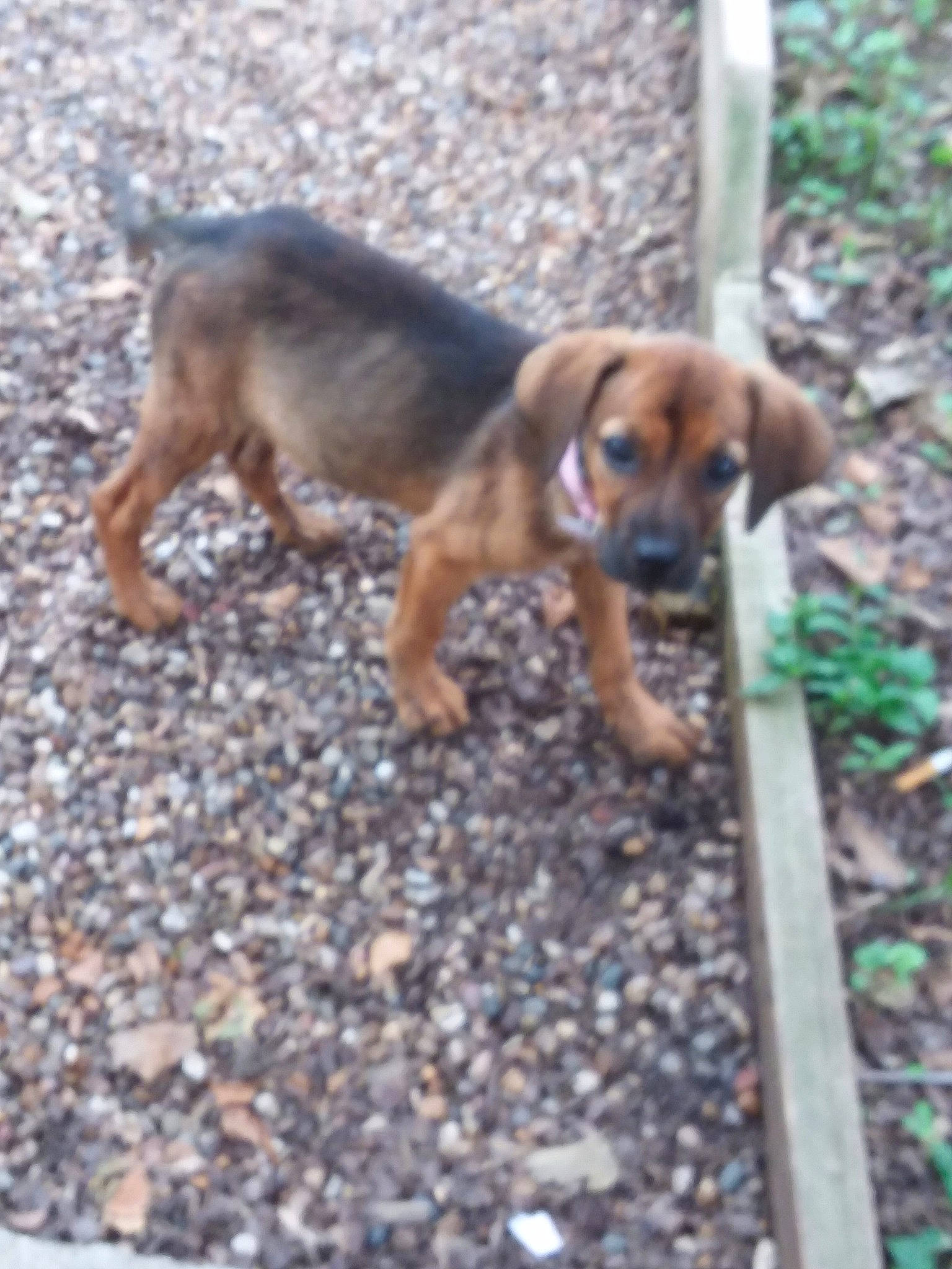 Maggie May is registered to the contest to win money with this photo: bavarian_mountain_hound, beagle, black_mouth_cur, canidae, carnivore, dog, dog_breed, fawn, hound, hunting_dog, mammal, mountain_cur, rare_breed_dog, sporting_group, vertebrate