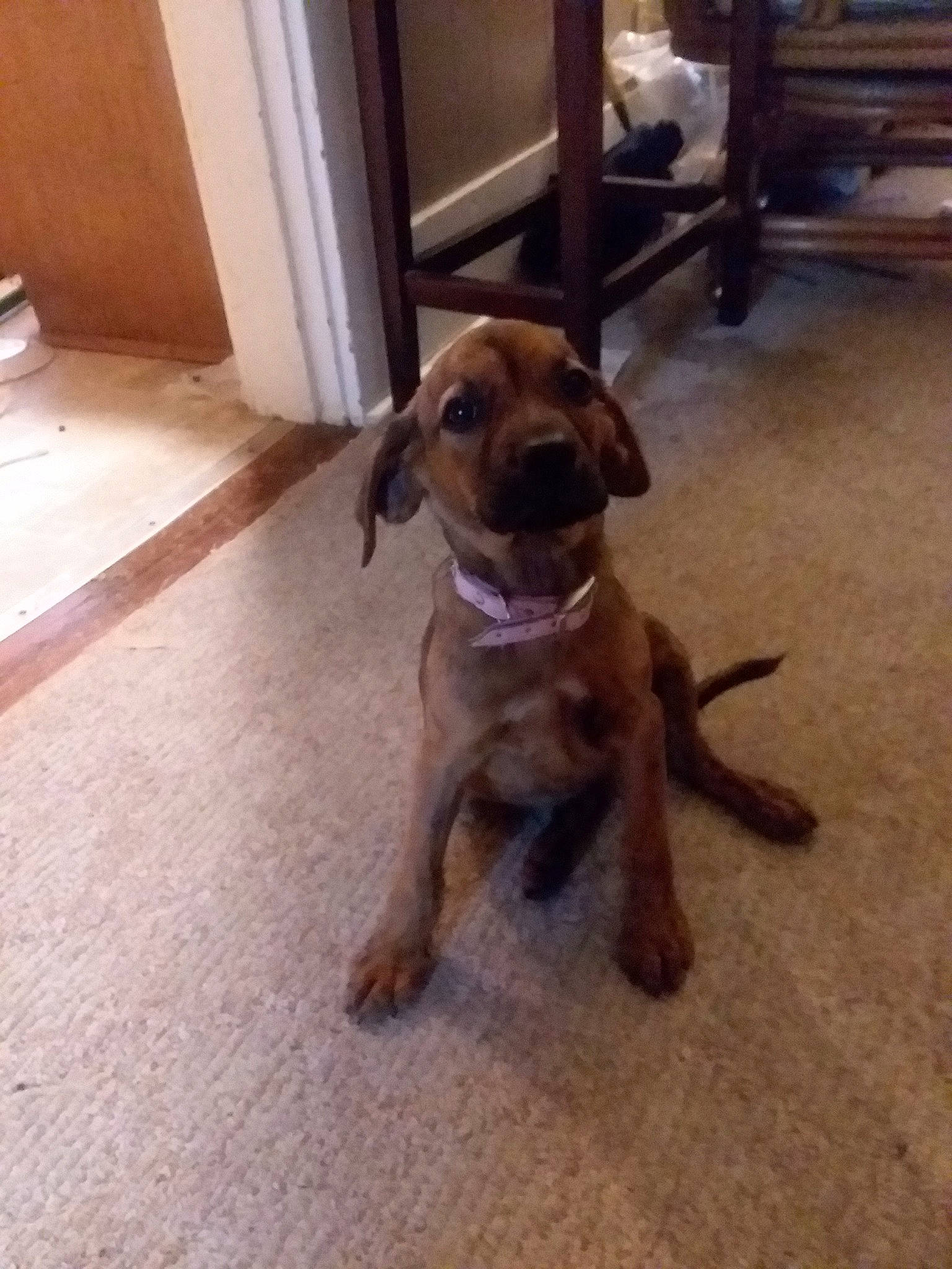 Maggie May joined the competition — help win amazing prizes! beagador, canidae, carnivore, companion_dog, dog, dog_breed, fawn, flooring, mammal, puppy, rare_breed_dog, redbone_coonhound, rhodesian_ridgeback, sporting_group, vertebrate, vizsla