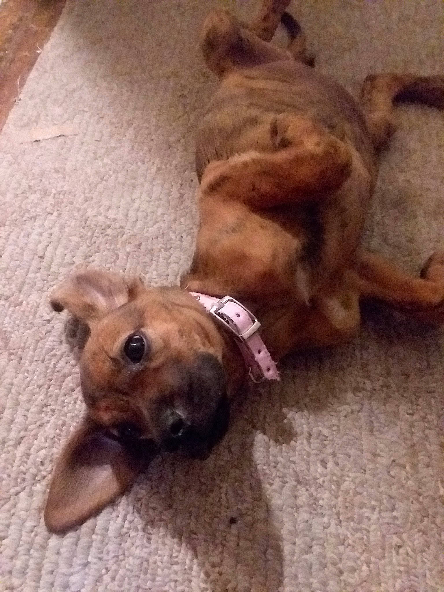 Maggie May joined the competition — help win amazing prizes! american_pit_bull_terrier, black_mouth_cur, boerboel, canidae, carnivore, dog, dog_breed, fawn, mountain_cur, non_sporting_group, pit_bull, puppy, snout