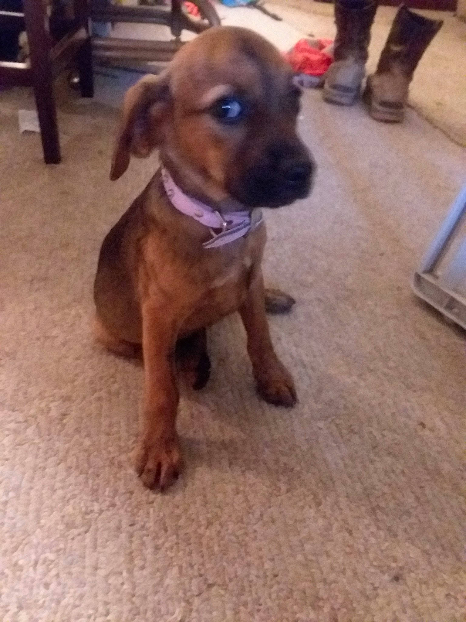 Maggie May joined the competition — help win amazing prizes! american_pit_bull_terrier, black_mouth_cur, boxer, canidae, carnivore, companion_dog, dog, dog_breed, fawn, mammal, pit_bull, puppy, rare_breed_dog, rhodesian_ridgeback, sporting_group, vertebrate