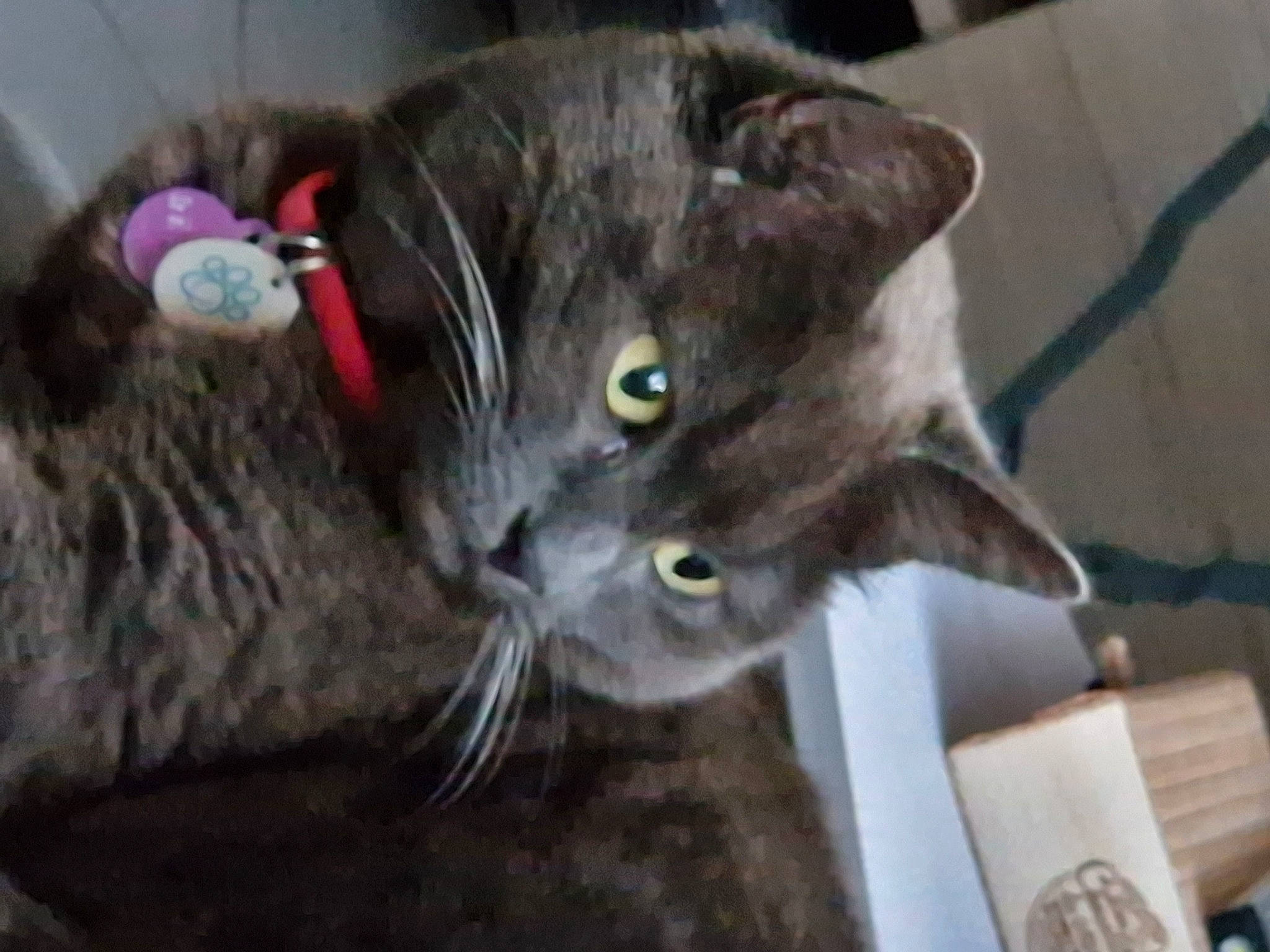 Frimousse a rejoint le concours — aidez-le/la à gagner de superbes lots ! carnivore, cat, cat_toy, domestic_short_haired_cat, ear, felidae, fur, russian_blue, small_to_medium_sized_cats, tail, terrestrial_animal, whiskers