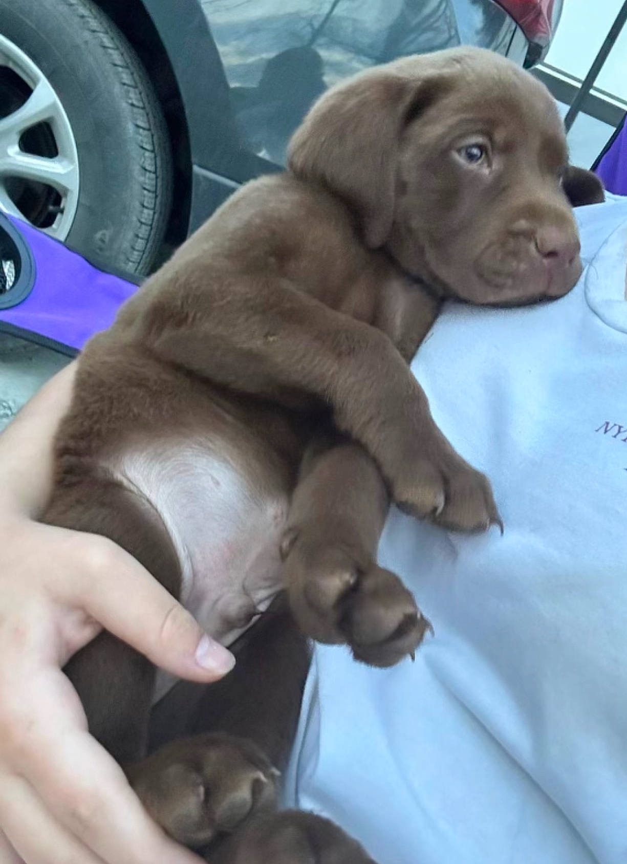 Hunter is registered to the contest to win money with this photo: automotive_tire, car, carnivore, comfort, companion_dog, dog, dog_breed, dog_collar, fawn, fender, hubcap, liver, nail, terrestrial_animal, tire, tread, vehicle, vehicle_door, wheel, working_animal