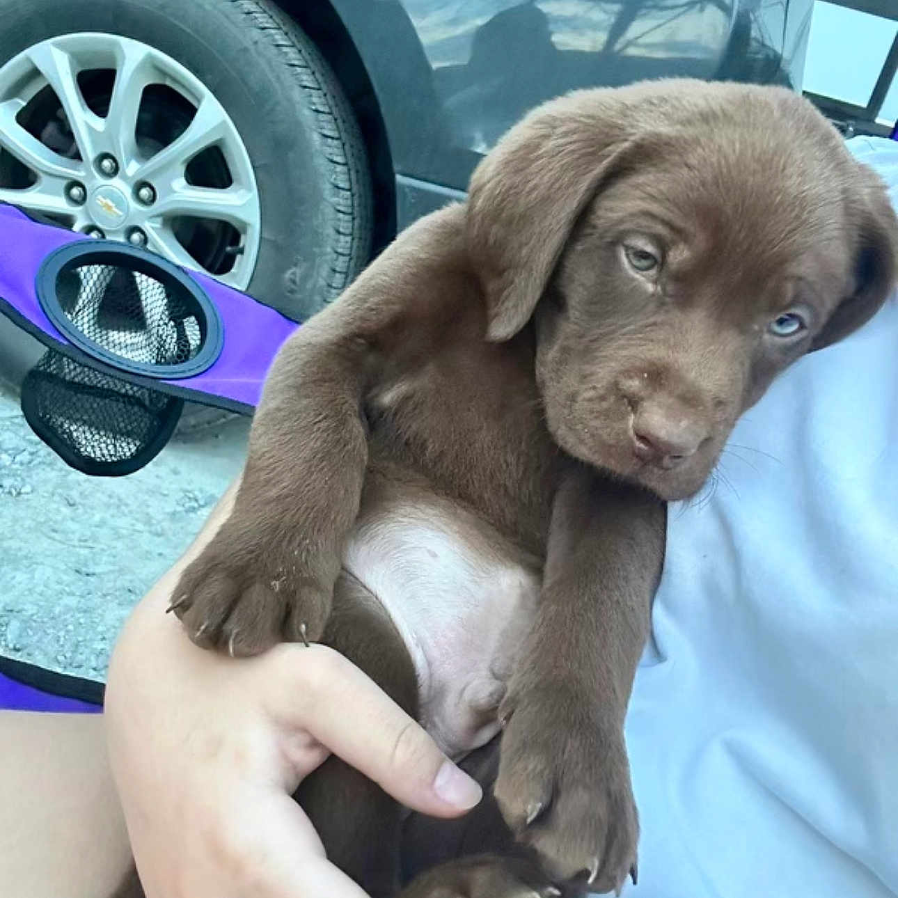 Hunter joined the competition — help win amazing prizes! automotive_lighting, automotive_tire, blue, car, carnivore, companion_dog, dog, dog_breed, fawn, fender, gesture, hood, hubcap, liver, snout, tire, vehicle, vehicle_door, wheel, working_animal