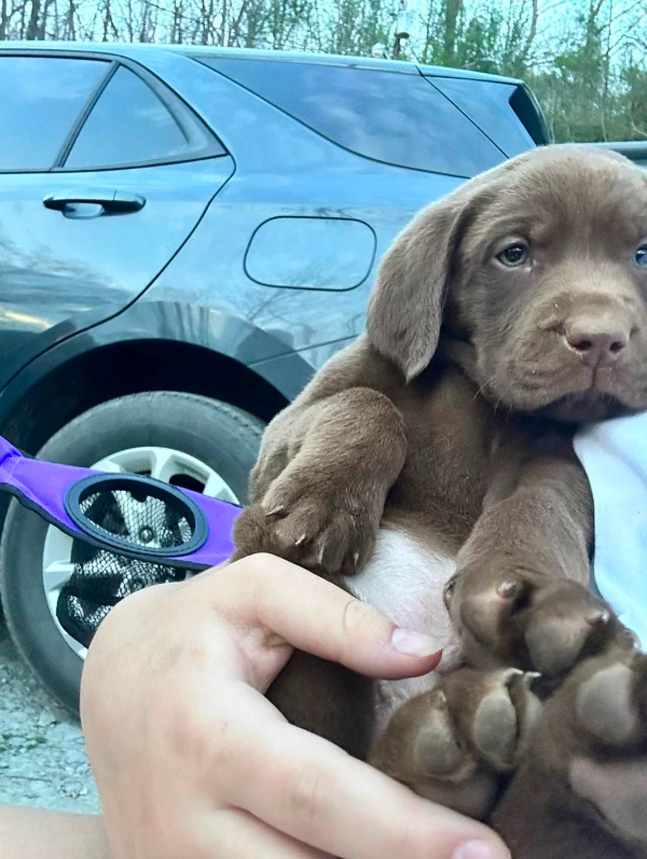 Hunter joined the competition — help win amazing prizes! alloy_wheel, automotive_design, automotive_exterior, automotive_tire, blue, car, carnivore, companion_dog, dog, dog_breed, fawn, fender, hood, hubcap, liver, motor_vehicle, tire, vehicle, vehicle_door, wheel