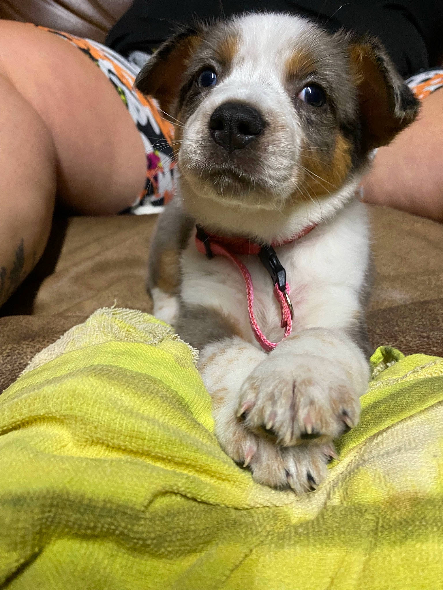 Bruno joined the competition — help win amazing prizes! canidae, carnivore, collar, companion_dog, dog, dog_breed, dog_collar, fawn, fur, human_leg, leash, non_sporting_group, puppy, puppy_love, snout, sporting_group, terrier, thigh, whiskers