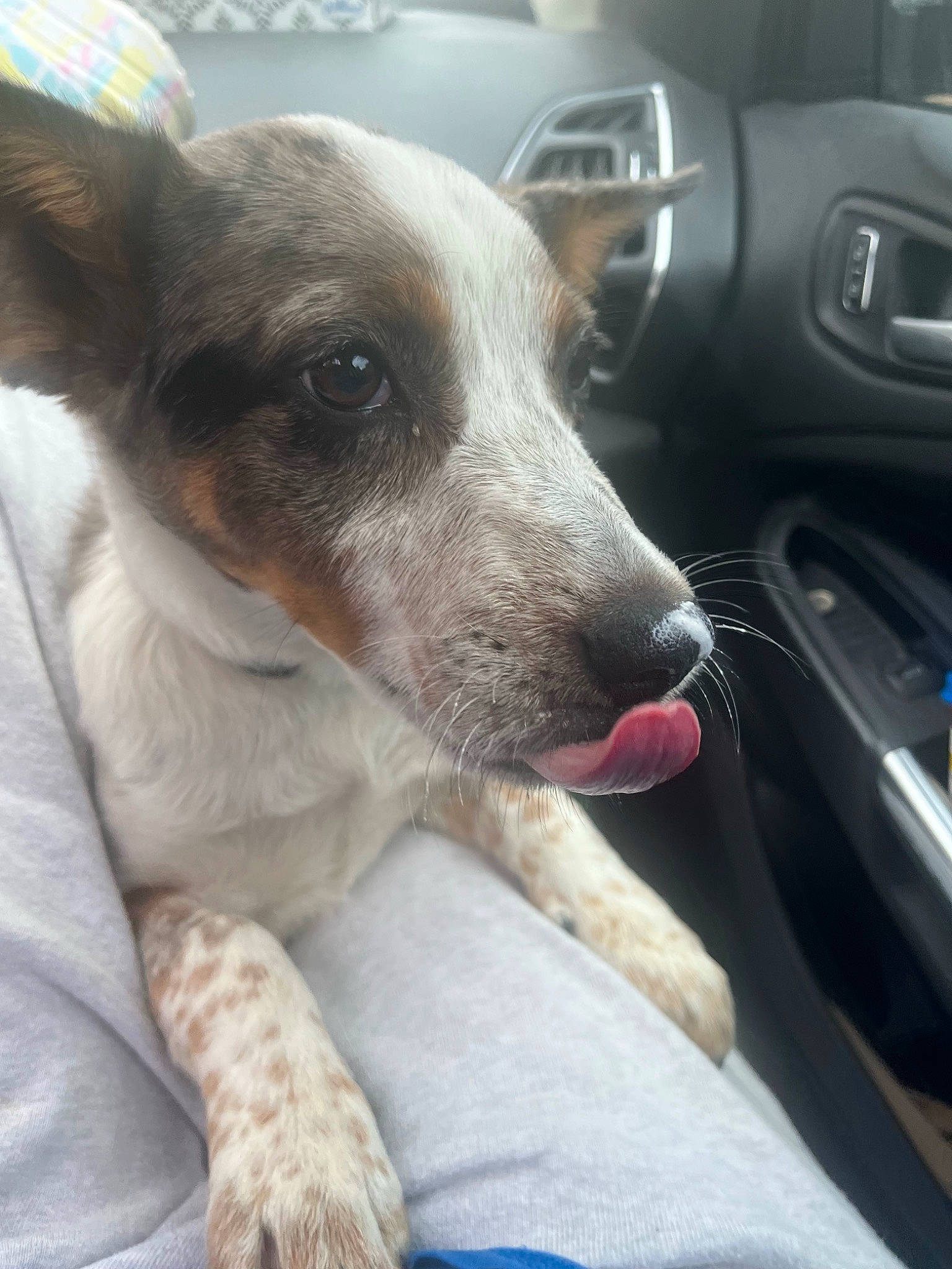 Bruno joined the competition — help win amazing prizes! auto_part, automotive_exterior, car, car_seat, carnivore, collar, comfort, companion_dog, dog, dog_breed, family_car, luxury_vehicle, motor_vehicle, personal_luxury_car, steering_wheel, vehicle, vehicle_door, whiskers, window, windshield