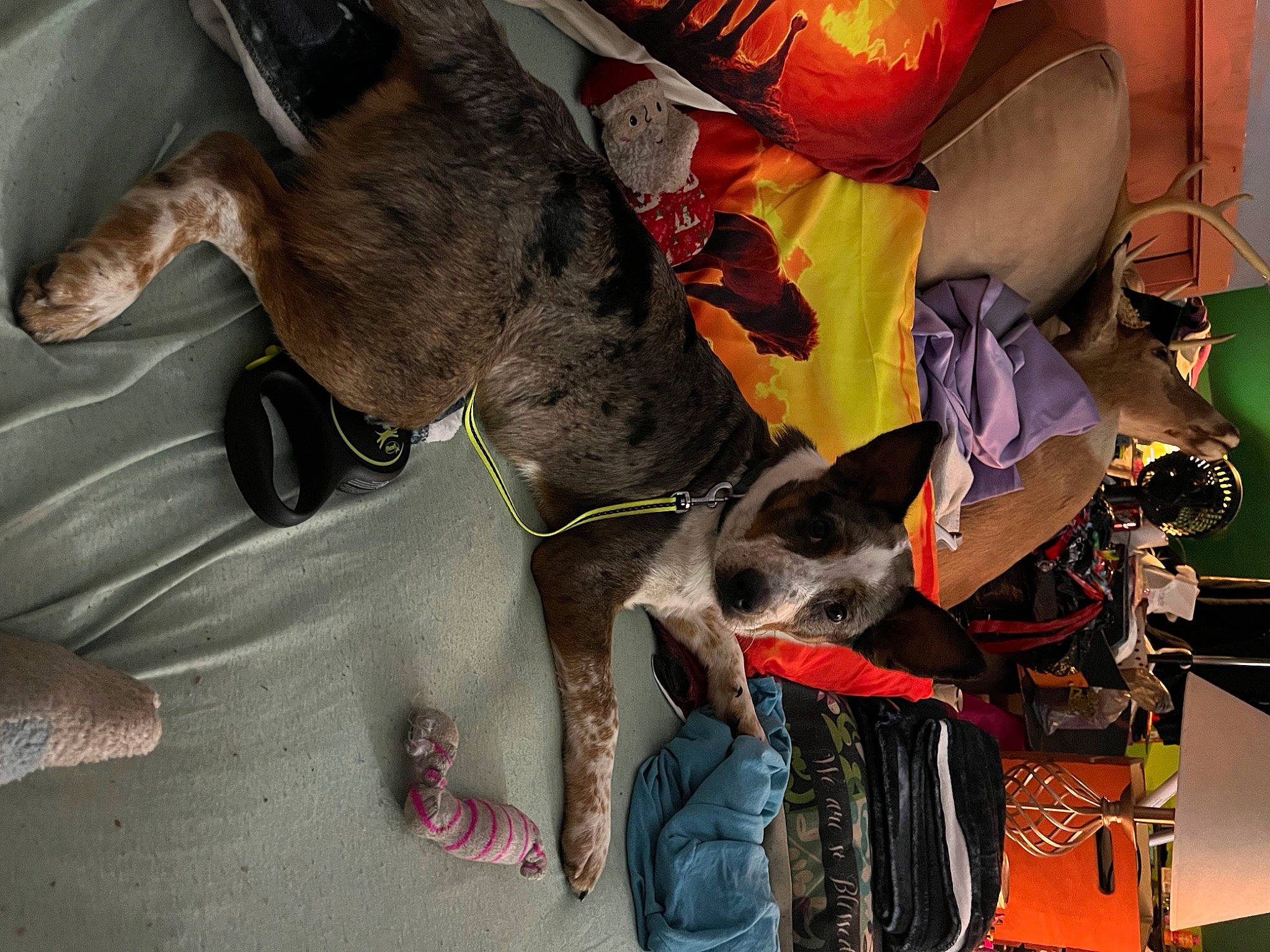 Bruno is registered to the contest to win money with this photo: canidae, carnivore, collar, companion_dog, dog, dog_breed, dog_collar, dog_supply, fawn, fur, guard_dog, leash, non_sporting_group, snout, sporting_group, tail, working_animal, working_dog