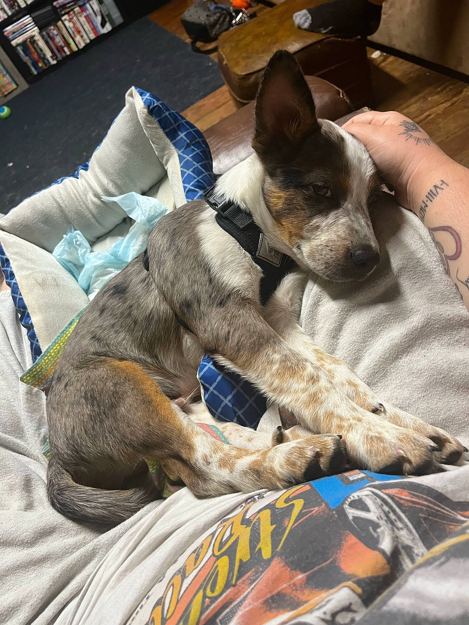 Bruno joined the competition — help win amazing prizes! bedding, bookcase, canidae, carnivore, comfort, companion_dog, couch, dog, dog_breed, dog_supply, fawn, linens, nap, non_sporting_group, pet_supply, room, shelf, snout, sporting_group, working_animal