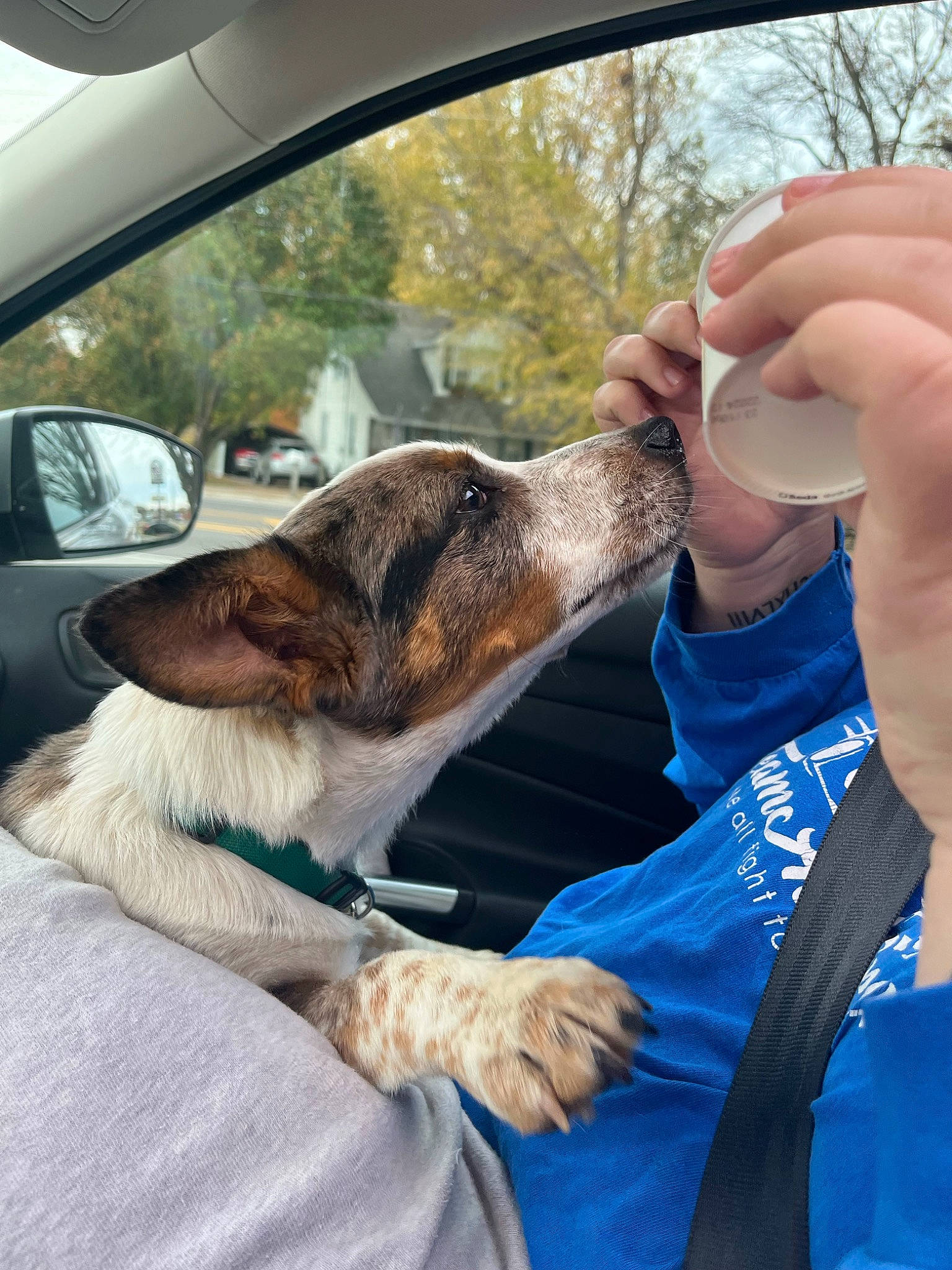 Bruno is registered to the contest to win money with this photo: automotive_mirror, car, carnivore, collar, companion_dog, dog, dog_breed, fawn, gesture, hand, mirror, motor_vehicle, rear_view_mirror, snout, tree, vehicle, vehicle_door, vertebrate, window, windshield