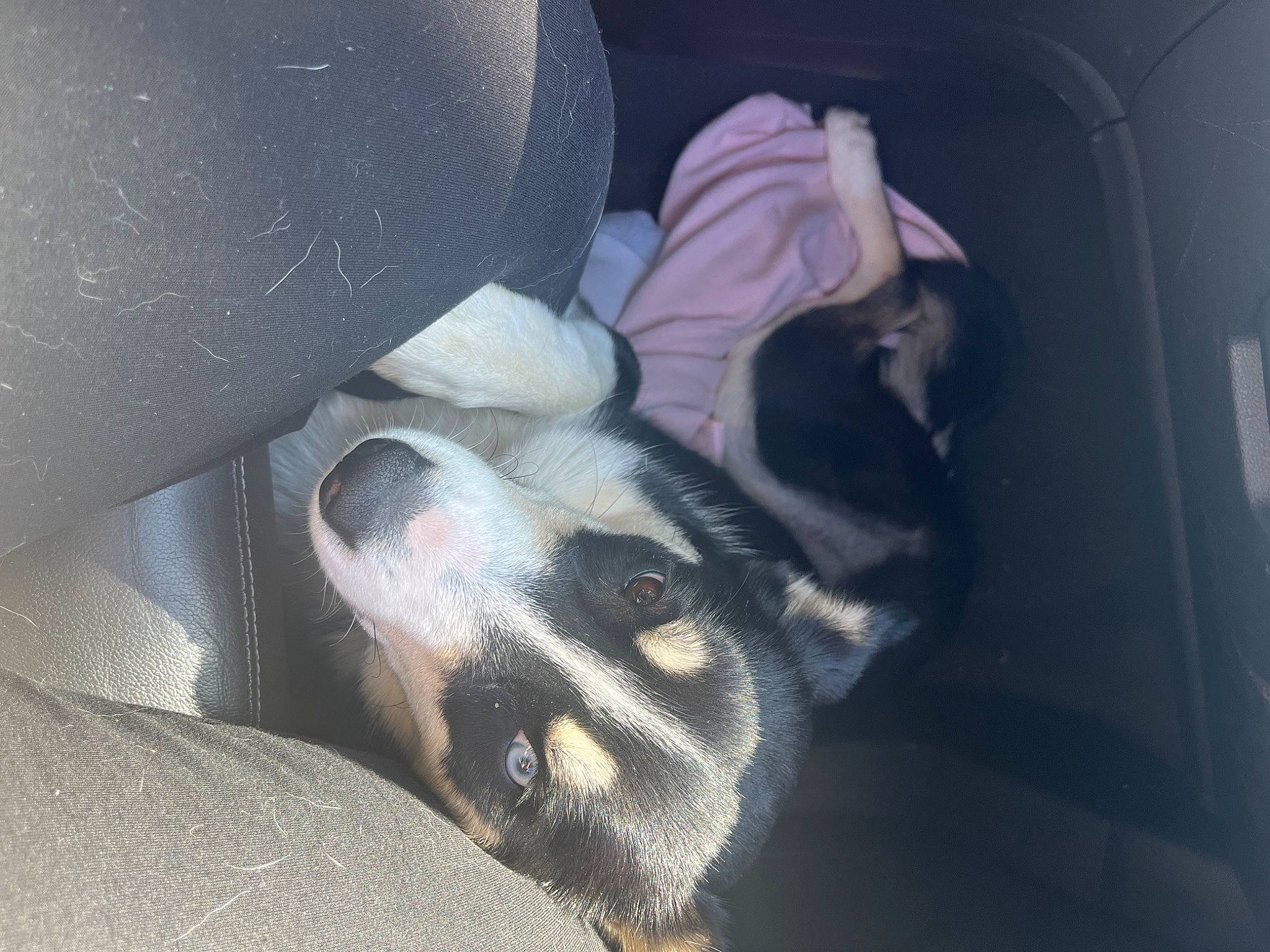 Sophia is registered to the contest to win money with this photo: auto_part, canidae, car_seat, car_seat_cover, carnivore, comfort, companion_dog, dog, dog_breed, family_car, fur, head_restraint, mammal, paw, sporting_group, vehicle, vehicle_door, vertebrate, whiskers, working_animal