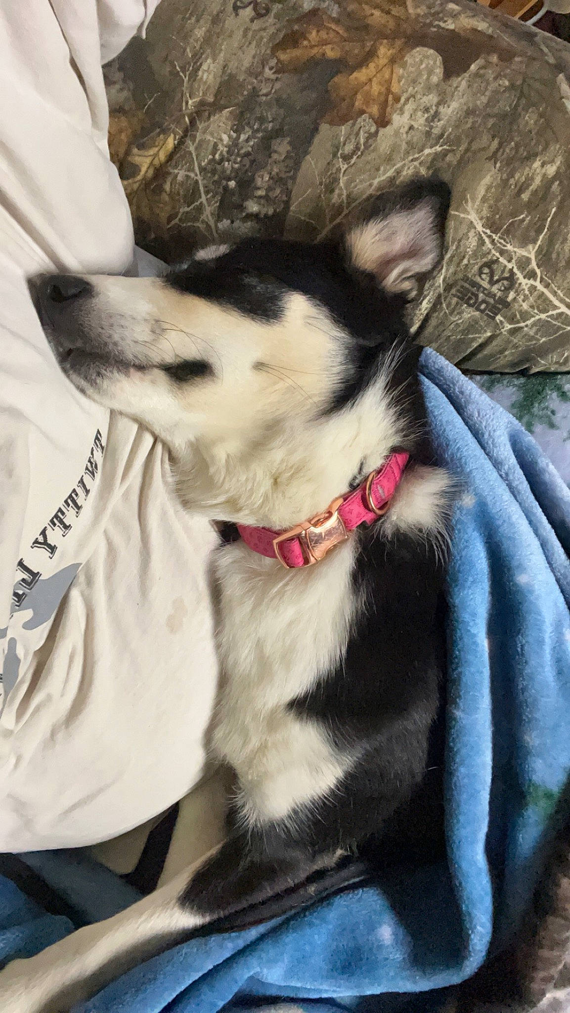 Sophia is registered to the contest to win money with this photo: adventure, canidae, carnivore, collar, companion_dog, dog, dog_breed, dog_collar, dog_supply, fashion_accessory, fawn, fur, herding_dog, leash, sled_dog, snout, sporting_group, whiskers, working_animal, working_dog