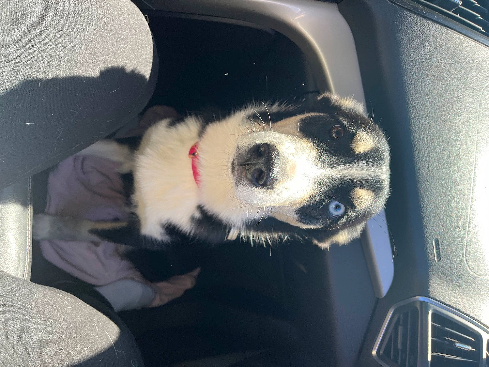 Sophia is registered to the contest to win money with this photo: auto_part, automotive_design, automotive_exterior, automotive_lighting, automotive_tire, automotive_wheel_system, car, carnivore, companion_dog, dog, dog_breed, fender, fur, hood, mammal, motor_vehicle, snout, vehicle, vehicle_door, windshield