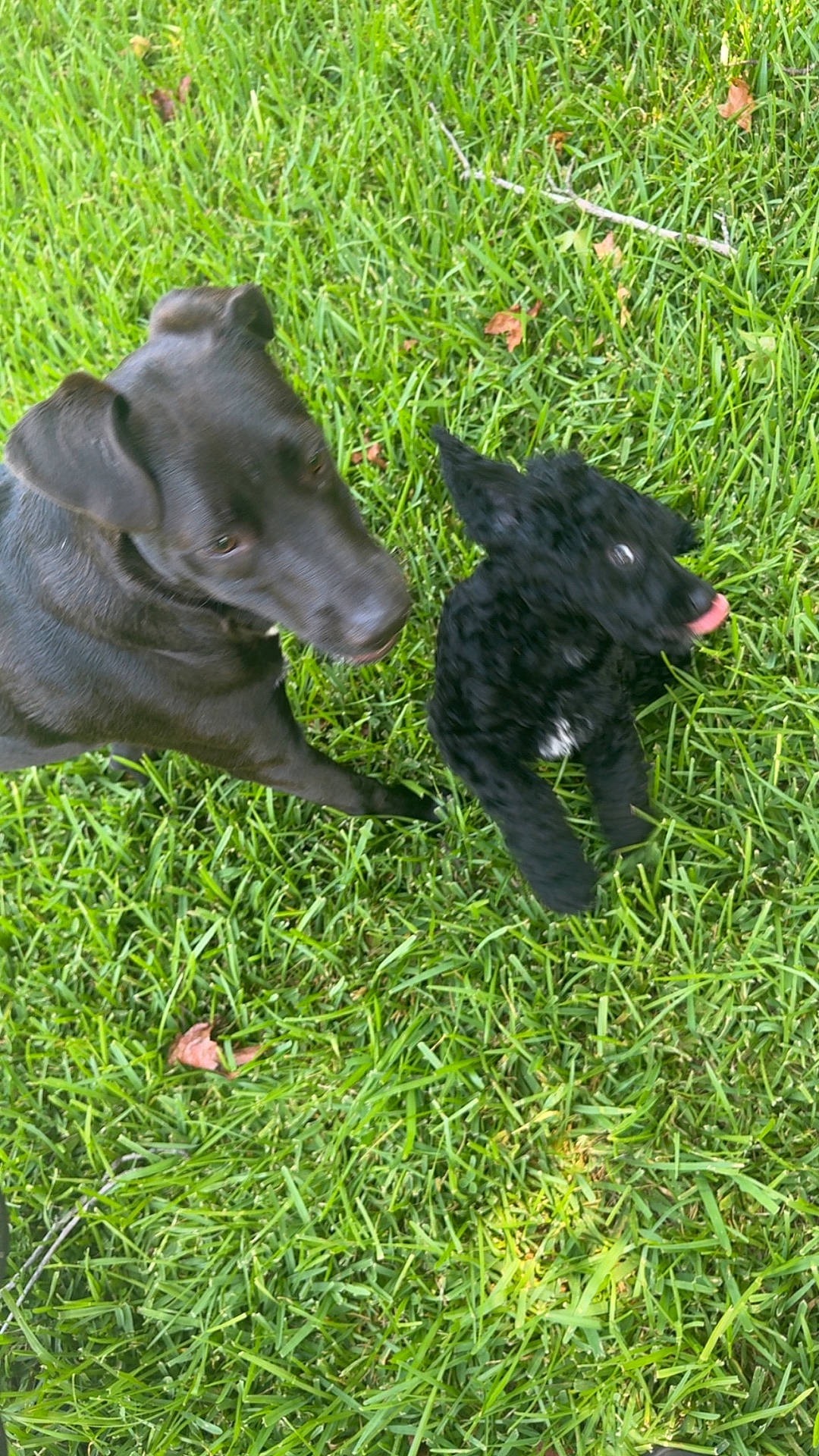 June Bug is registered to the contest to win money with this photo: active, animal, animal_companion, black_dog, canine, cute, dog, friendship, fur, grass, grass_field, greenery, mammal, nature, outdoor, pet, playful, summer, tongue_out, two_dogs