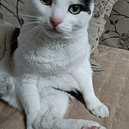 Guizmo a rejoint le concours — aidez-le/la à gagner de superbes lots ! cat, pet, indoor, feline, sitting, paw, pink_paw_pads, white_fur, black_fur, couch, cushion, quilted_blanket, relaxed, animal, cute, closeup, domestic_cat, whiskers, ears, green_eyes