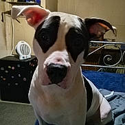 Perry is registered to the contest to win money with this photo: animal, bed, black_and_white, blanket, canine, carpet, curious, dog, domestic, ears, face, furniture, heater, home, indoor, looking, metal_bed_frame, pet, room, sitting