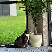 Rico joined the competition — help win amazing prizes! cat, tabby_cat, potted_plant, palm, porch, tile_floor, grass, greenery, animal, pet, outdoor, nature, plant_pot, side_view, curious, sitting, white_paws, feline, domestic_cat, daylight
