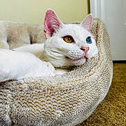 Luna is registered to the contest to win money with this photo: cat, white_cat, odd_eyed_cat, heterochromia, pet, animal, feline, closeup, portrait, lying_down, relaxed, indoor, cozy, pet_bed, plush_bed, carpet, whiskers, pink_nose, blue_eye, golden_eye