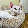 cat, white_cat, odd_eyed_cat, heterochromia, pet, animal, feline, closeup, portrait, lying_down, relaxed, indoor, cozy, pet_bed, plush_bed, carpet, whiskers, pink_nose, blue_eye, golden_eye