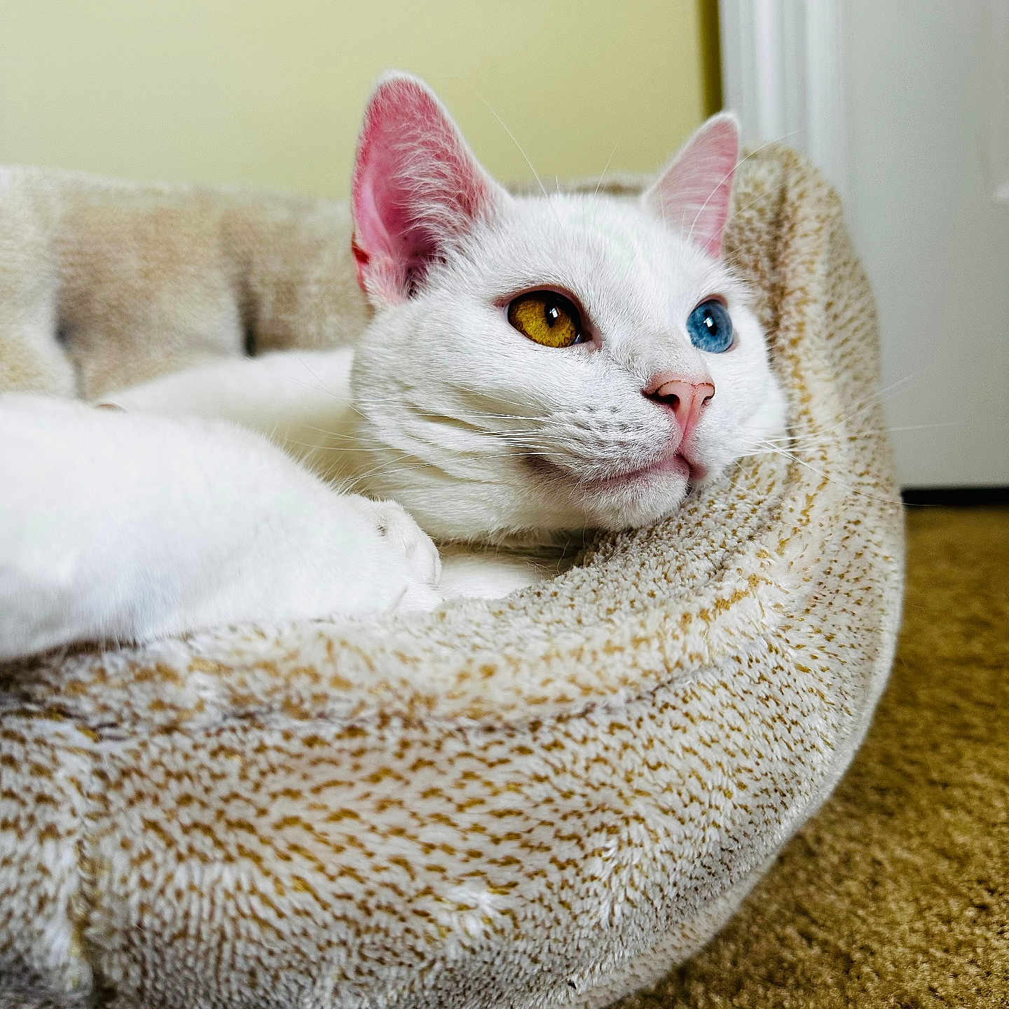 Luna is registered to the contest to win money with this photo: cat, white_cat, odd_eyed_cat, heterochromia, pet, animal, feline, closeup, portrait, lying_down, relaxed, indoor, cozy, pet_bed, plush_bed, carpet, whiskers, pink_nose, blue_eye, golden_eye