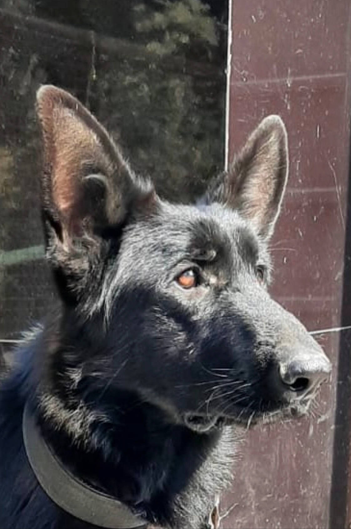 Max is registered to the contest to win money with this photo: ancient_dog_breeds, canidae, carnivore, companion_dog, dog, dog_breed, fur, herding_dog, snout, sporting_group, terrestrial_animal, whiskers, working_animal, working_dog