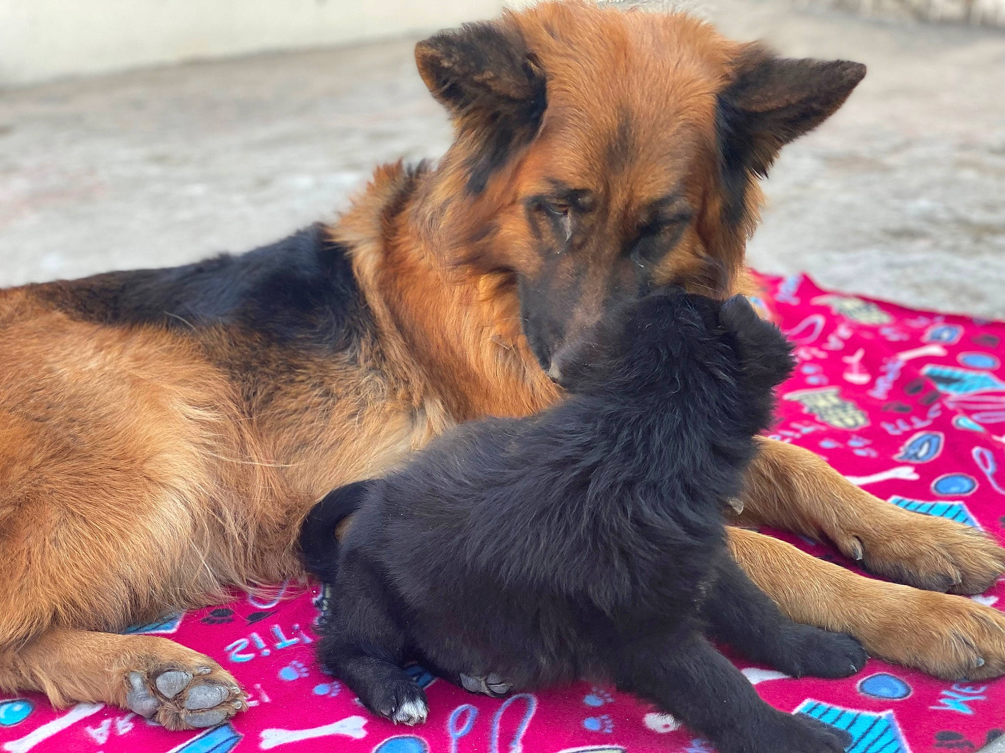 Max joined the competition — help win amazing prizes! canidae, carnivore, companion_dog, dog, dog_breed, dog_supply, fawn, fur, german_shepherd_dog, guard_dog, king_shepherd, old_german_shepherd_dog, paw, puppy, snout, sporting_group, terrestrial_animal, whiskers, working_animal, working_dog