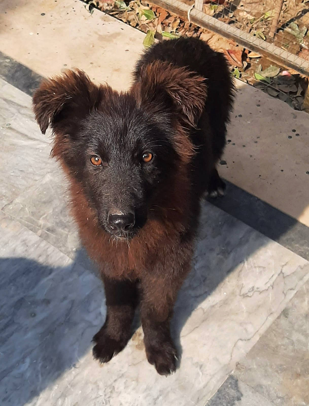 Max is registered to the contest to win money with this photo: canidae, carnivore, claw, companion_dog, dog, dog_breed, fawn, fur, liver, paw, puppy, road_surface, snout, sporting_group, street_dog, tail, terrestrial_animal, terrier, working_animal