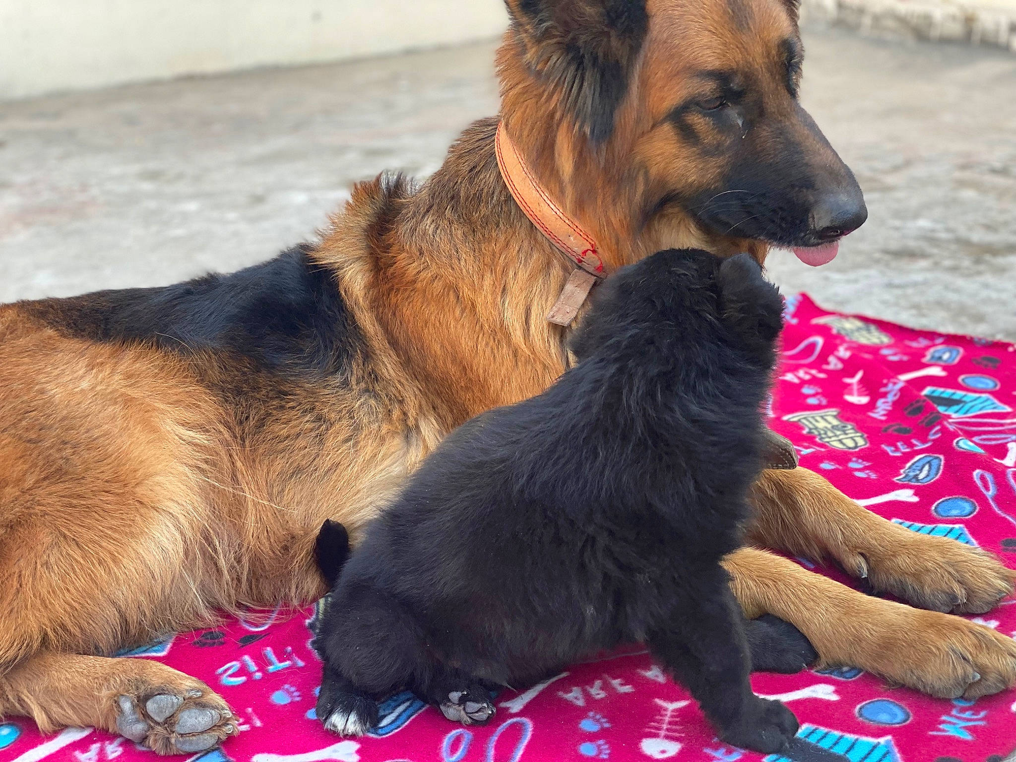 Max is registered to the contest to win money with this photo: canidae, carnivore, collar, companion_dog, dog, dog_breed, dog_collar, dog_supply, fawn, fur, guard_dog, king_shepherd, old_german_shepherd_dog, paw, snout, sporting_group, terrestrial_animal, working_animal, working_dog