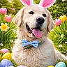 dog, golden_retriever, bunny_ears, bowtie, easter_eggs, grass, flowers, daisies, spring, outdoor, sunlight, happy, tongue_out, pet, cute, costume, nature, greenery, playful, holiday