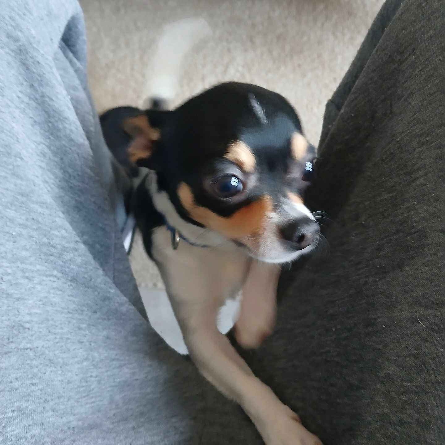 Scoubie participe au concours pour gagner de l'argent avec cette photo : adult, animal, beagle, canine, chihuahua, cockerspaniel, couch, dog, face, furniture, head, homedecor, hound, male, man, papillon, person, pet, puppy, terrier