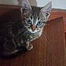 animal_face, blue_eyes, brown, cat, curious, cute, domestic_animal, ears, feline, floor, indoor, kitten, looking_up, pet, shadow, sitting, striped, whiskers, wooden_floor, young_animal