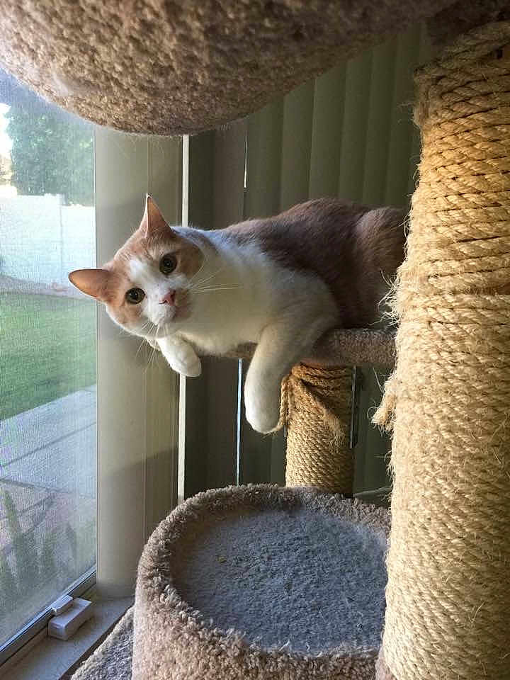 Cinnamon