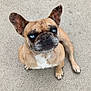 dog, french_bulldog, blue_eyes, pet, canine, sitting, looking_up, outdoor, concrete, brown_fur, black_nose, ears_up, short_fur, animal, companion, adorable, curious, portrait, friendly, cute