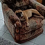 dog, french_bulldog, pet, animal, chair, armchair, indoor, living_room, tile_floor, carpet, furniture, resting, cute, companion, relaxed, canine, brown, black, domestic_animal, home