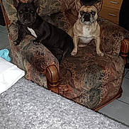 Lodiais Lodiais participe au concours pour gagner de l'argent avec cette photo : animal, animal_portrait, armchair, black, brown, canine, companion, cute, dog, domestic, french_bulldog, furniture, home, indoor, living_room, pet, portrait, relaxed, seated, two_dogs
