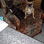 dog, french_bulldog, armchair, indoor, pet, animal, furniture, living_room, brown, black, seated, two_dogs, canine, companion, domestic, cute, portrait, home, relaxed, animal_portrait