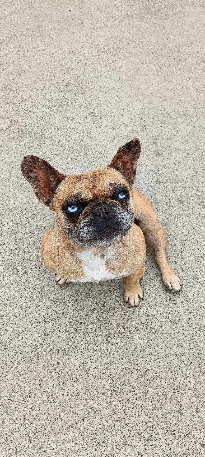 Buffy participe au concours pour gagner de l'argent avec cette photo : dog, french_bulldog, blue_eyes, pet, animal, canine, sitting, looking_up, ears_up, fur, paw, outdoor, concrete, short_hair, cute, portrait, companion, domestic_animal, alert, friendly