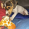 Aya participe au concours pour gagner de l'argent avec cette photo : puppy, dog, jack_russell, pet, animal, plush_toy, giraffe_toy, playing, chewing, tug_of_war, bed, blanket, indoor, home, cute, brown_and_white, floppy_ears, paws, portrait, cozy